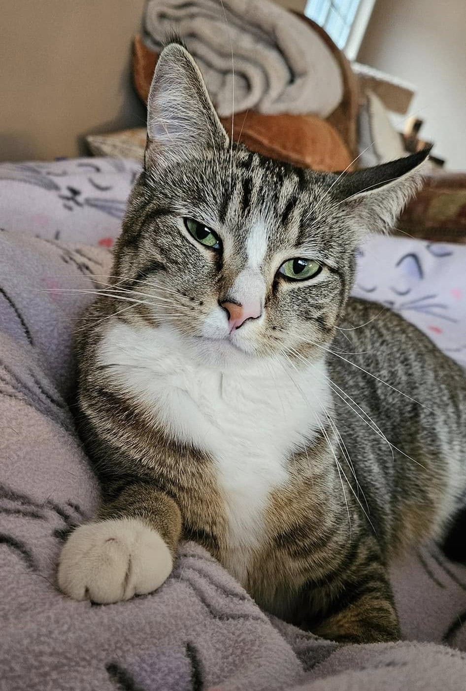Love At First Meow Cat Rescue
